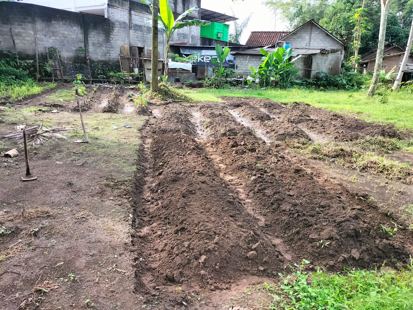 “ Optimalisasi Lahan Kajoran: Langkah Awal Kemandirian Pangan Sebelum Pembangunan Pondok”